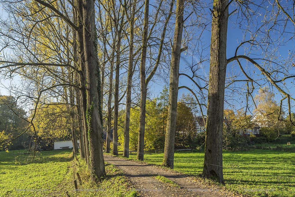 Burscheid-Bellinghausen, Herbstlandschaft, Schwarzpappelallee. Burscheid-Bellinghausen, Schwarzpappelalle im Herbst