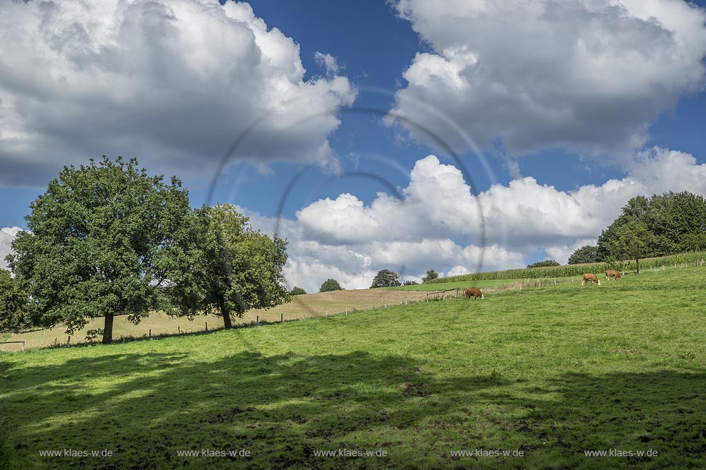 Burscheid-Bellinghausen, Spaetsommerlandschaft mit Wolkenstimmung und Kuehen auf Weide.