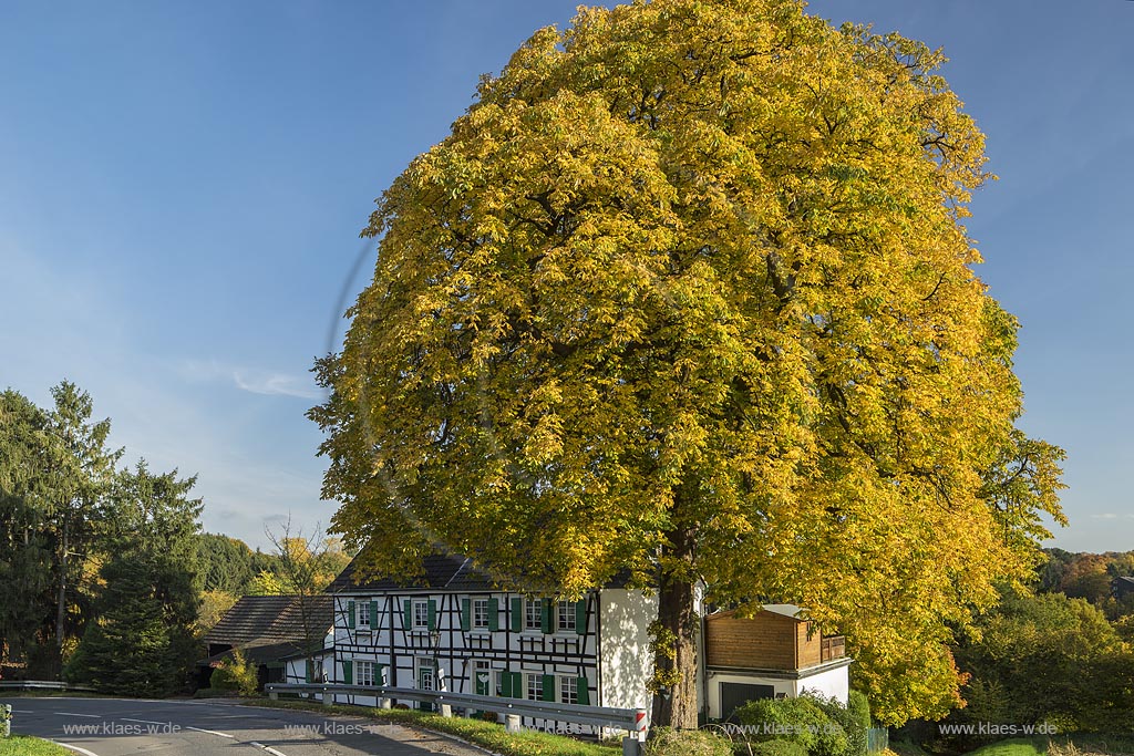 Burscheid-Herkensiefen, Fachwerk-Doppelhaus mit Naturdenkmal Rosskastanie.