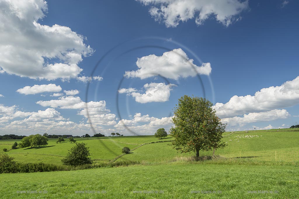 Burscheid-Paffenloeh, Spaetsommerlandschaft mit Wolkestimmung, Solitaerbaum Eberesche, hinten rechts Schafherde.