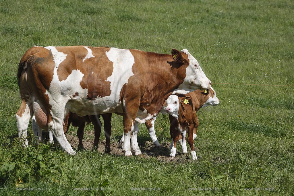 Hueckeswagen Kleinhoehfeld, Rotbunte auf Weide, Mutterkuh mit trinkendem Kalb; Hueckeswagen Kleinhoehfeld, cows Rotbunte on a meadow.