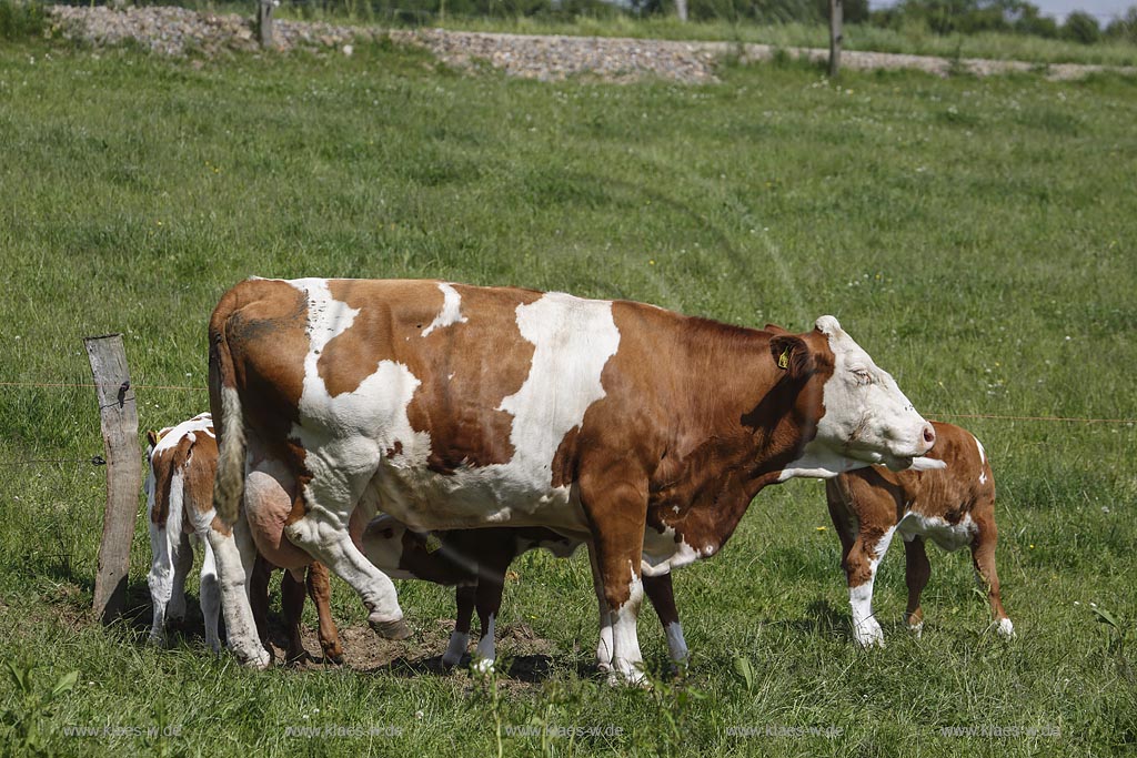 Hueckeswagen Kleinhoehfeld, Rotbunte auf Weide, Mutterkuh mit trinkendem Kalb; Hueckeswagen Kleinhoehfeld, cows Rotbunte on a meadow.