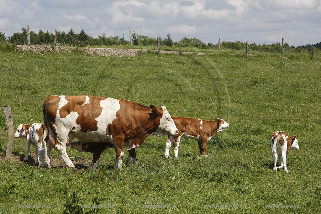 Hueckeswagen Kleinhoehfeld, Rotbunte auf Weide, Mutterkuh mit Kaelbern; Hueckeswagen Kleinhoehfeld, cows Rotbunte on a meadow.