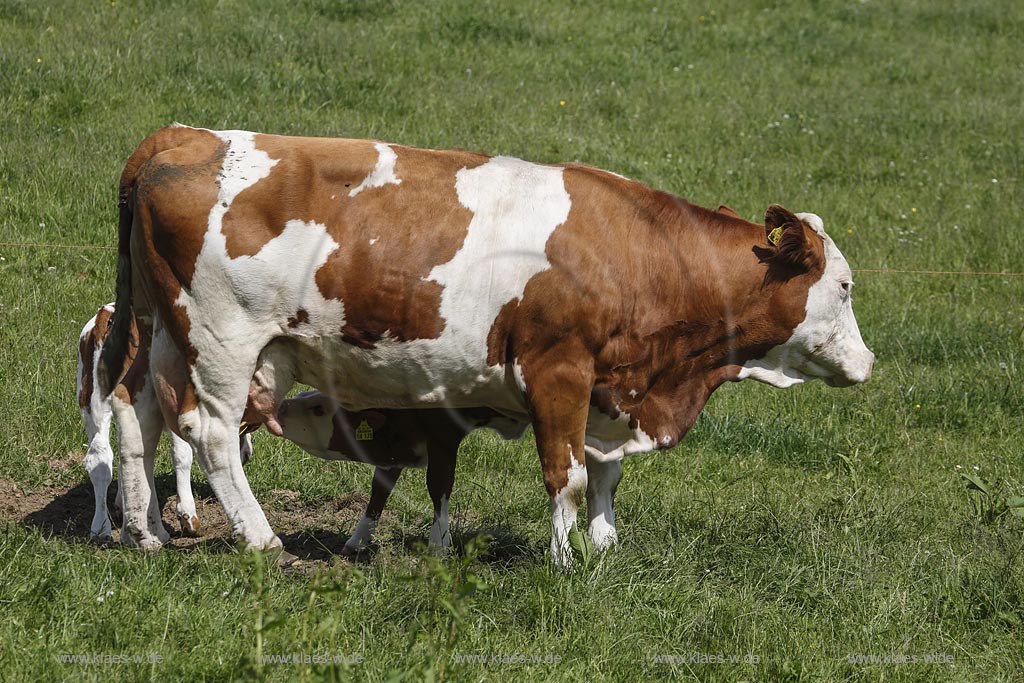 Hueckeswagen Kleinhoehfeld, Rotbunte auf Weide, Mutterkuh mit Kalb; Hueckeswagen Kleinhoehfeld, cows Rotbunte on a meadow.