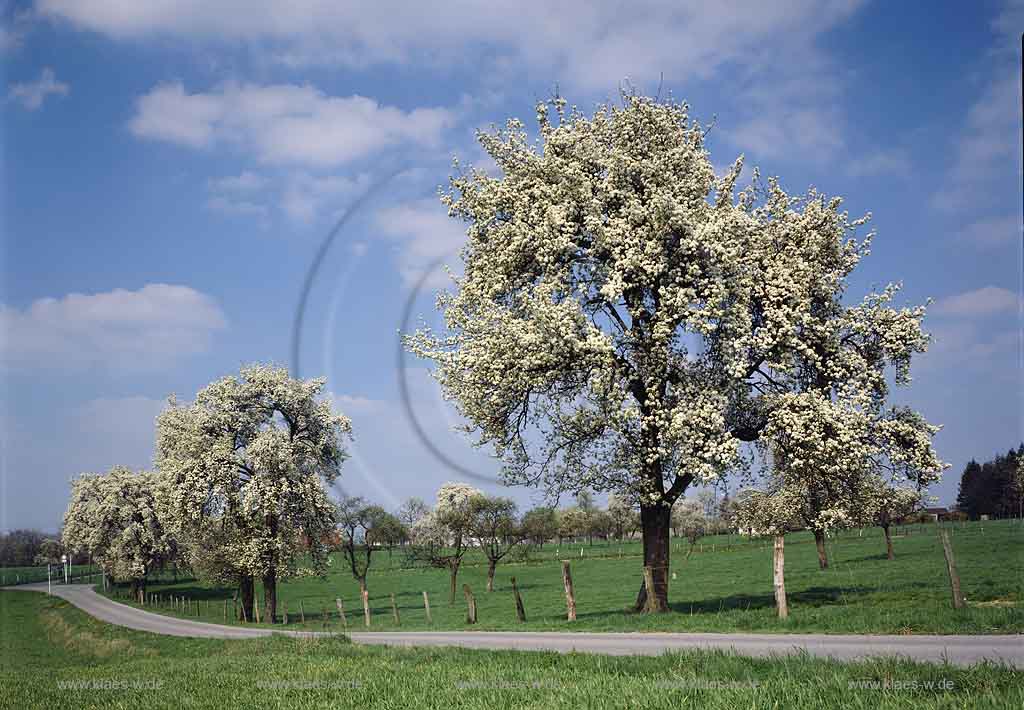 Herscheid, Leichlingen, Rheinisch-Bergischer Kreis, Blick auf Obstbume, Obstbaeume und Landschaft im Fruehling, Frhling