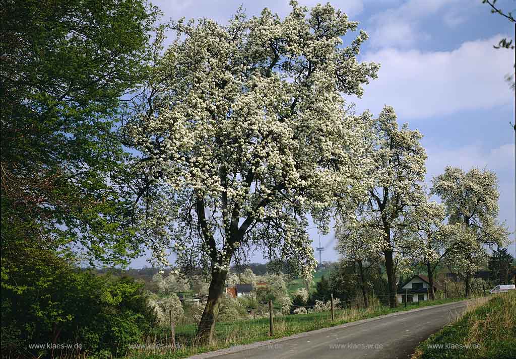 Oberbueschener Hof, Oberbschener Hof, Leichlingen, Rheinisch-Bergischer Kreis, Blick auf Blhende, Bluehende Obstbume, Obstbaeume und Strae im Fruehling, Frhling