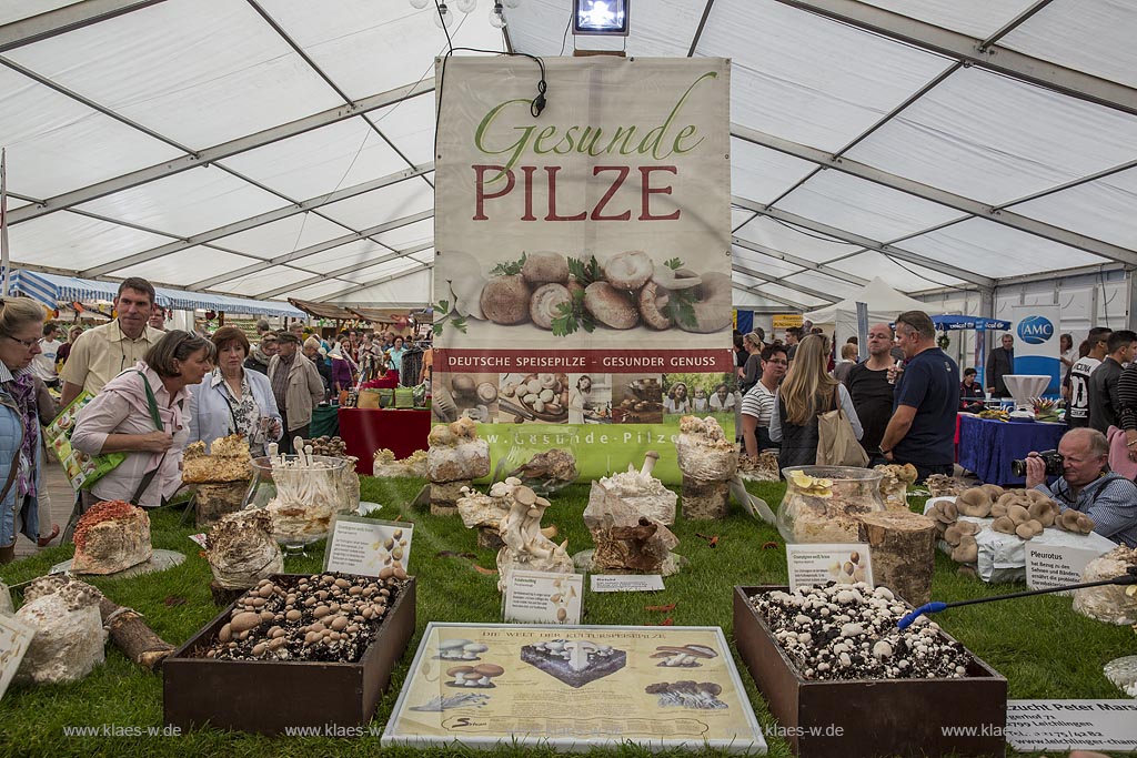 Leichlingen, Obstmarkt in der Balker Aue mit dem Charakter eines Herbstmarktes mit Ausstellung und Verkauf, hier ausgestellt in der Reihalle: Die Welt der Kulturspeisepilze.