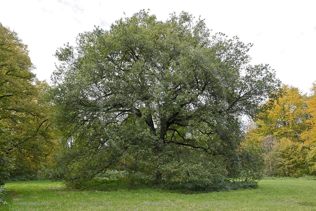Leverkusen Alkenrath, Schlosspark Schloss Morsbroich mit maechtiger, alter Eiche; Leverkusen Alkenrath, palace garden of castle Schloss Morsbroich with a mightful old oak tree.