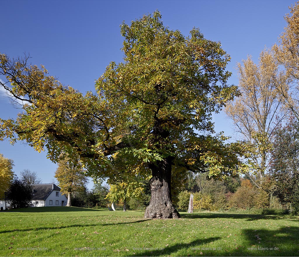 Leverkusen Alkenrath, Schlosspark Schloss Morsbroich, Blick auf Esskastanie im Herbst; Leverkusen Alkenrath, castle Morsbroich, view at chestnut in autumn 