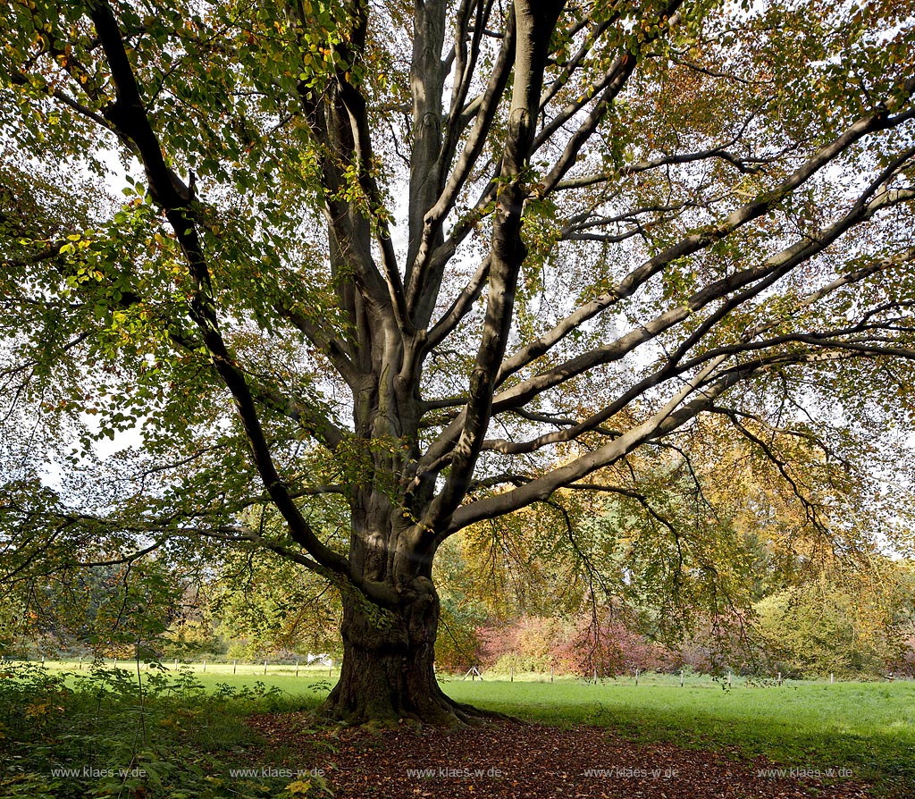 Leverkusen Alkenrath, Schlosspark Schloss Morsbroich mit maechtiger, alter Rotbuche; Leverkusen Alkenrath, palace garden of castle Schloss Morsbroich with a mightful old common beech.