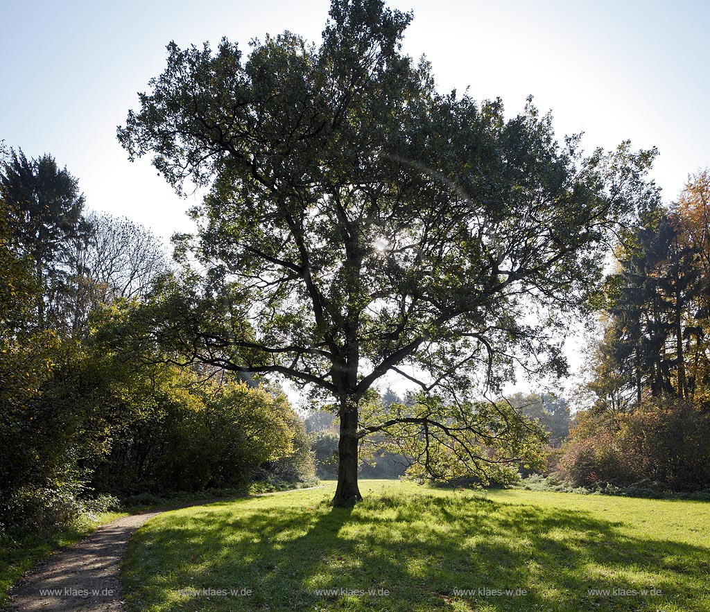 Leverkusen Alkenrath, Schlosspark Schloss Morsbroich mit einer Stieleiche, auch Sommereiche oder Deutsche Eiche genannt; Leverkusen Alkenrath, palace garden of castle Schloss Morsbroich with a Britisch oak.