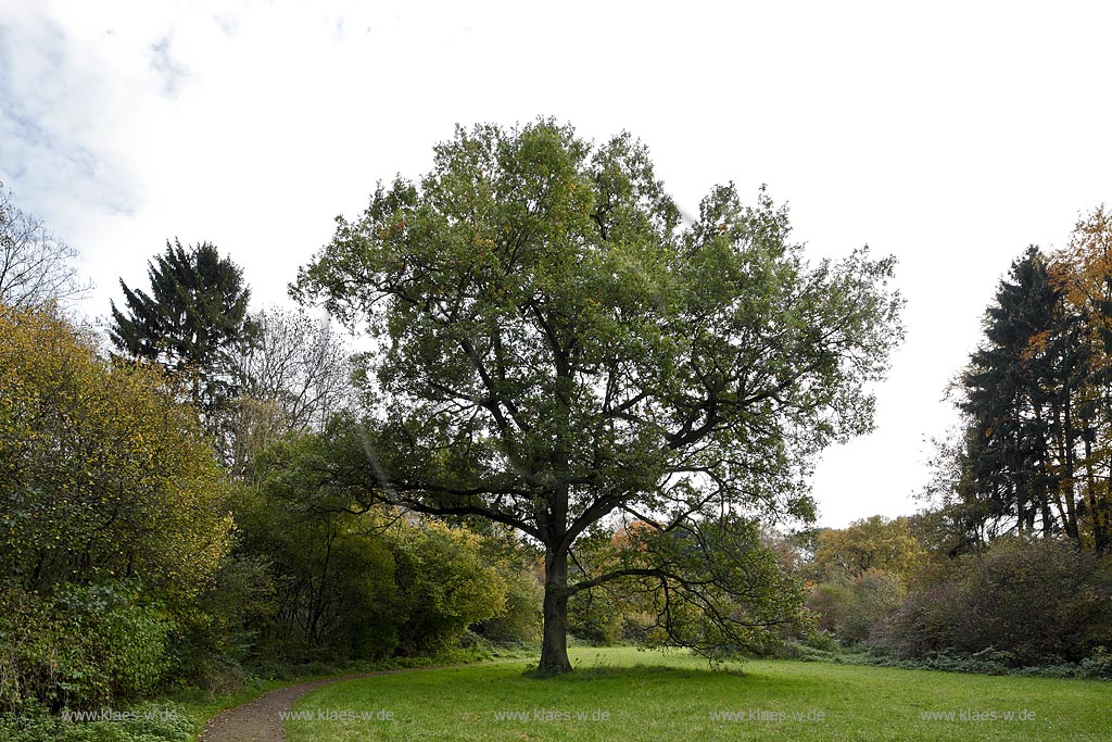 Leverkusen Alkenrath, Schlosspark Schloss Morsbroich mit einer Stieleiche, auch Sommereiche oder Deutsche Eiche genannt; Leverkusen Alkenrath, palace garden of castle Schloss Morsbroich with a Britisch oak.