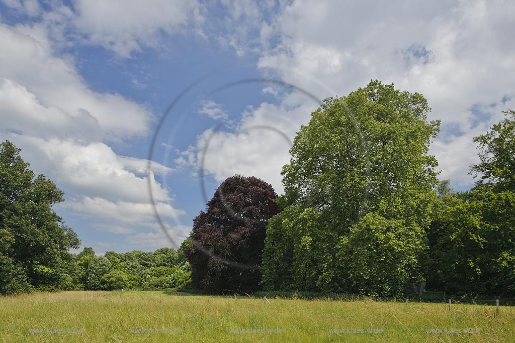 Leverkusen Alkenrath, Schloss Morsbroich, Schlosspark, Landshaft mit Baeumen und Wolken: Leverkusen Alkentath, park of castle Morsbroich;