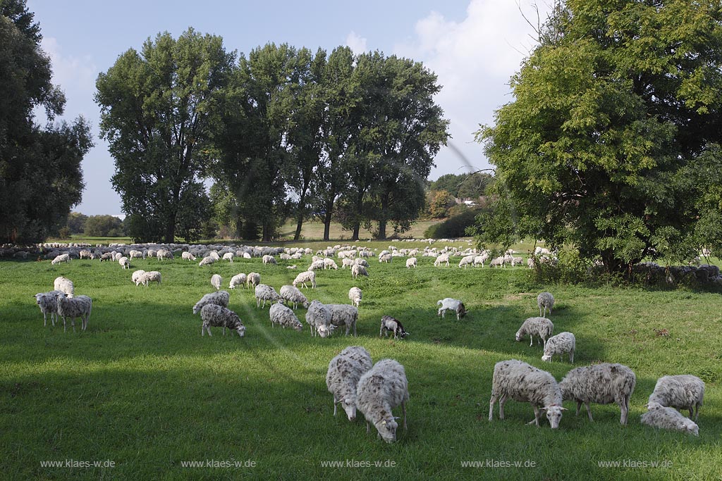 Leverkusen Rheindorf grasende Schafherde auf den Rheinwiesen; Grazing sheep at Rhinegrassland in  Leverkusen Rheindorf