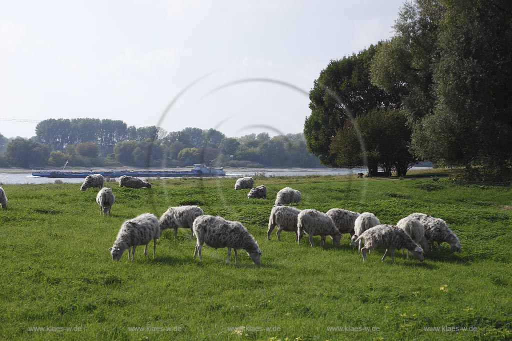 Leverkusen Rheindorf grasende Schafherde auf den Rheinwiesen im Hintergrund der Rhein; Grazing sheep at Rhinegrassland in  Leverkusen Rheindorfwith Rhine river in the background