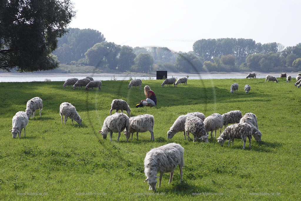 Leverkusen Rheindorf grasende Schafherde auf den Rheinwiesen im Hintergrund der Rhein; Grazing sheep at Rhinegrassland in  Leverkusen Rheindorfwith Rhine river in the background