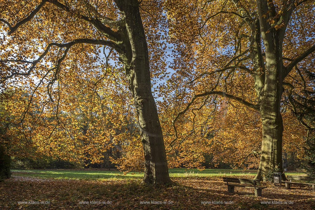 Leverkusen-Schlebusch, Ahornblaettrige Platanen im Wuppermannpark.