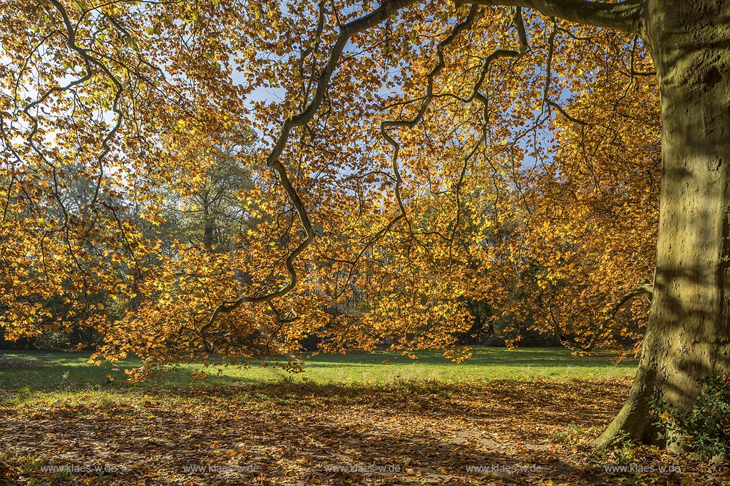 Leverkusen-Schlebusch, Ahornblaettrige Platanen im Wuppermannpark.