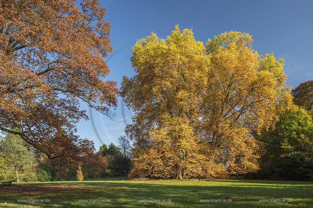 Leverkusen-Schlebusch, Ahornblaettrige Platane im Wuppermannpark.