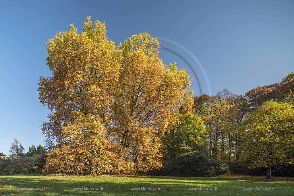 Leverkusen-Schlebusch, Eiche (links) und Ahornblaettrige Platanen (rechts) im Wuppermannpark.
