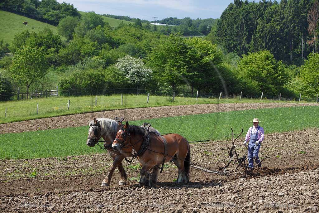 Lindlar Bergisches Freilichmuseum Lindlar fuer Oekologie und baeuerlich-handwerrkliche Kunst, Bauer pfluegt einen Acker mit Hilfe von zwei Kaltblut Pferden die einen Pflug ziehen; Lindlar open air museum, plowing Farmer with cold-blooded horeses, agriculturing