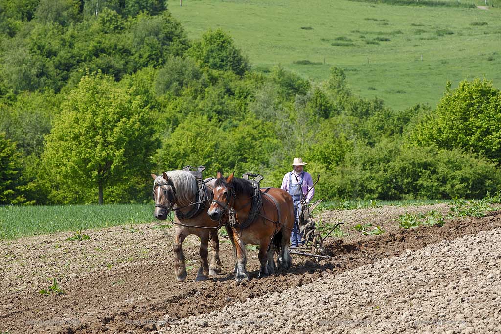 Lindlar Bergisches Freilichmuseum Lindlar fuer Oekologie und baeuerlich-handwerrkliche Kunst, Bauer pfluegt einen Acker mit Hilfe von zwei Kaltblut Pferden die einen Pflug ziehen; Lindlar open air museum, plowing Farmer with cold-blooded horeses, agriculturing