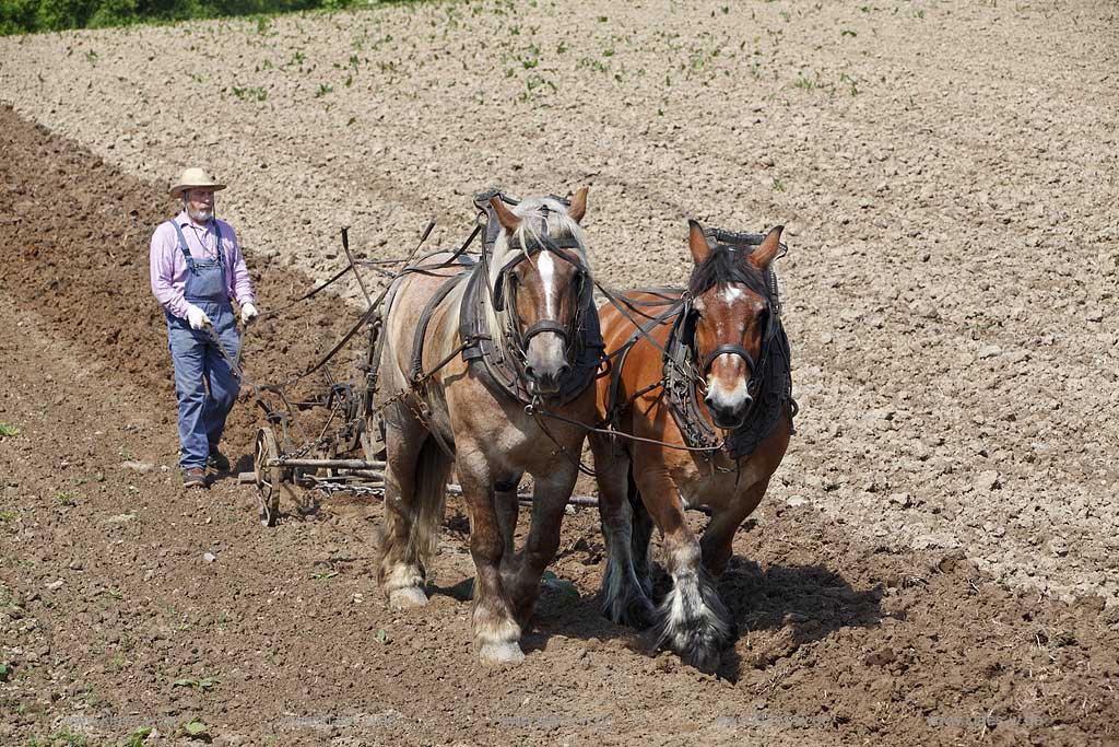 Lindlar Bergisches Freilichmuseum Lindlar fuer Oekologie und baeuerlich-handwerrkliche Kunst, Bauer pfluegt einen Acker mit Hilfe von zwei Kaltblut Pferden die einen Pflug ziehen; Lindlar open air museum, plowing Farmer with cold-blooded horeses, agriculturing