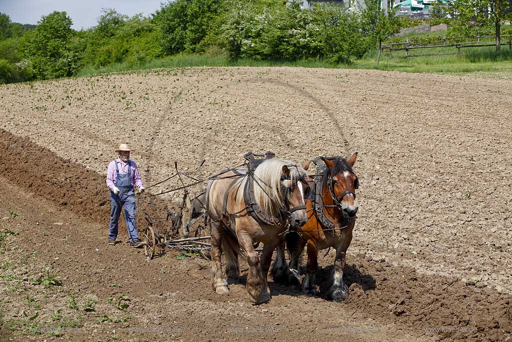 Lindlar Bergisches Freilichmuseum Lindlar fuer Oekologie und baeuerlich-handwerrkliche Kunst, Bauer pfluegt einen Acker mit Hilfe von zwei Kaltblut Pferden die einen Pflug ziehen; Lindlar open air museum, plowing Farmer with cold-blooded horeses, agriculturing