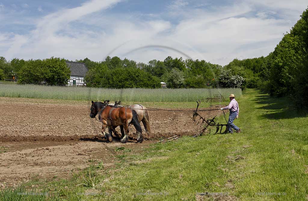 Lindlar Bergisches FreilichTmuseum Lindlar fuer Oekologie und baeuerlich-handwerkliche Kunst, Bauer pfluegt einen Acker mit Hilfe von zwei Kaltblut Pferden die einen Pflug ziehen; Lindlar open air museum, plowing Farmer with cold-blooded horeses, agriculturing
