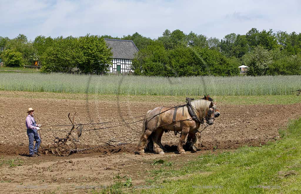 Lindlar Bergisches FreilichTmuseum Lindlar fuer Oekologie und baeuerlich-handwerkliche Kunst, Bauer pfluegt einen Acker mit Hilfe von zwei Kaltblut Pferden die einen Pflug ziehen; Lindlar open air museum, plowing Farmer with cold-blooded horeses, agriculturing