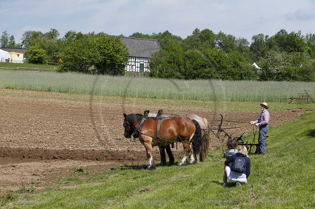 Lindlar Bergisches FreilichTmuseum Lindlar fuer Oekologie und baeuerlich-handwerkliche Kunst, Bauer pfluegt einen Acker mit Hilfe von zwei Kaltblut Pferden die einen Pflug ziehen, Besucher schauen ihm dabei zu; Lindlar plowing Farmer with cold-blooded horeses, agriculturing