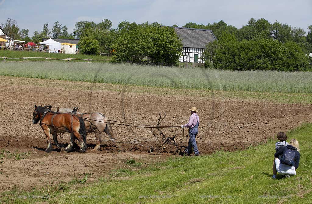 Lindlar Bergisches Freilichtmuseum Lindlar fuer Oekologie und baeuerlich-handwerkliche Kunst, Bauer pfluegt einen Acker mit Hilfe von zwei Kaltblut Pferden die einen Pflug ziehen, Besucher schauen ihm dabei zu; Lindlar plowing Farmer with cold-blooded horeses, agriculturing