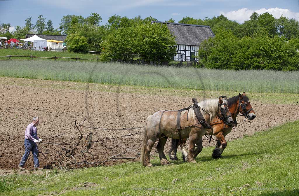 Lindlar Bergisches Freilichmuseum Lindlar fuer Oekologie und baeuerlich-handwerrkliche Kunst, Bauer pfluegt einen Acker mit Hilfe von zwei Kaltblut Pferden die einen Pflug ziehen; Lindlar open air museum, plowing Farmer with cold-blooded horeses, agriculturing