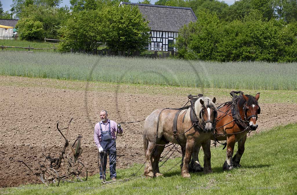 Lindlar Bergisches Freilichmuseum Lindlar fuer Oekologie und baeuerlich-handwerrkliche Kunst, Bauer pfluegt einen Acker mit Hilfe von zwei Kaltblut Pferden die einen Pflug ziehen; Lindlar open air museum, plowing Farmer with cold-blooded horeses, agriculturing