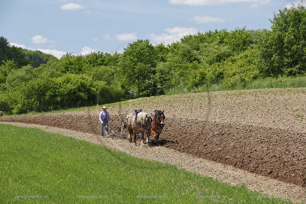 Lindlar Bergisches Freilichmuseum Lindlar fuer Oekologie und baeuerlich-handwerrkliche Kunst, Bauer pfluegt einen Acker mit Hilfe von zwei Kaltblut Pferden die einen Pflug ziehen; Lindlar open air museum, plowing Farmer with cold-blooded horeses, agriculturing