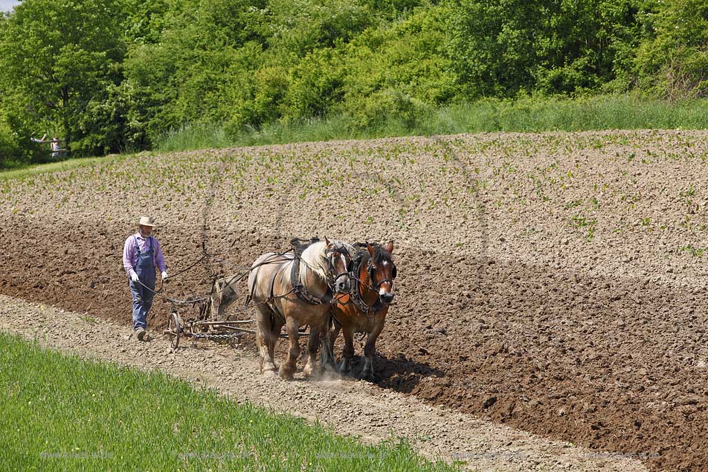 Lindlar Bergisches Freilichmuseum Lindlar fuer Oekologie und baeuerlich-handwerrkliche Kunst, Bauer pfluegt einen Acker mit Hilfe von zwei Kaltblut Pferden die einen Pflug ziehen; Lindlar open air museum, plowing Farmer with cold-blooded horeses, agriculturing