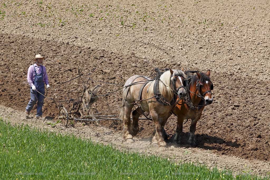 Lindlar Bergisches Freilichmuseum Lindlar fuer Oekologie und baeuerlich-handwerrkliche Kunst, Bauer pfluegt einen Acker mit Hilfe von zwei Kaltblut Pferden die einen Pflug ziehen; Lindlar open air museum, plowing Farmer with cold-blooded horeses, agriculturing