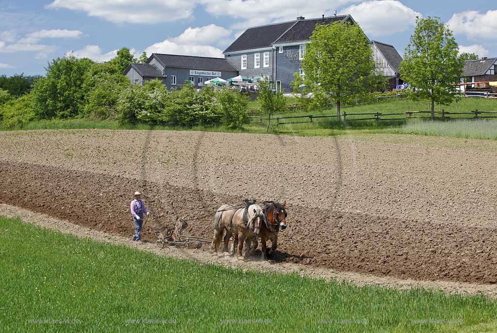 Lindlar Bergisches Freilichmuseum Lindlar fuer Oekologie und baeuerlich-handwerrkliche Kunst, Bauer pfluegt einen Acker mit Hilfe von zwei Kaltblut Pferden die einen Pflug ziehen; Lindlar open air museum, plowing Farmer with cold-blooded horeses, agriculturing
