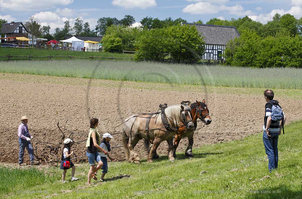 Lindlar Bergisches Freilichmuseum Lindlar fuer Oekologie und baeuerlich-handwerrkliche Kunst, Bauer pfluegt einen Acker mit Hilfe von zwei Kaltblut Pferden die einen Pflug ziehen, Besucher schauen ihm dabei zu; Lindlar plowing Farmer with cold-blooded horeses, agriculturing