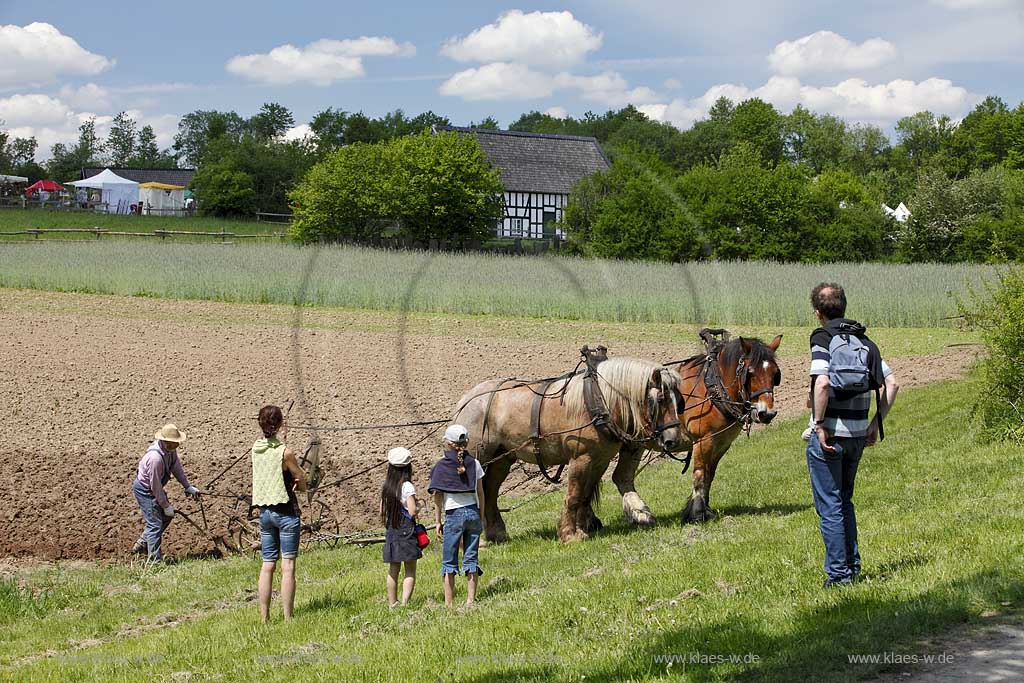 Lindlar Bergisches Freilichmuseum Lindlar fuer Oekologie und baeuerlich-handwerrkliche Kunst, Bauer pfluegt einen Acker mit Hilfe von zwei Kaltblut Pferden die einen Pflug ziehen, Besucher schauen ihm dabei zu; Lindlar plowing Farmer with cold-blooded horeses, agriculturing