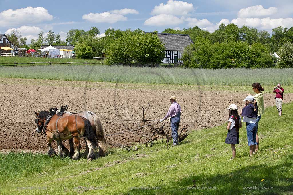 Lindlar Bergisches Freilichmuseum Lindlar fuer Oekologie und baeuerlich-handwerrkliche Kunst, Bauer pfluegt einen Acker mit Hilfe von zwei Kaltblut Pferden die einen Pflug ziehen, Besucher schauen ihm dabei zu; Lindlar plowing Farmer with cold-blooded horeses, agriculturing