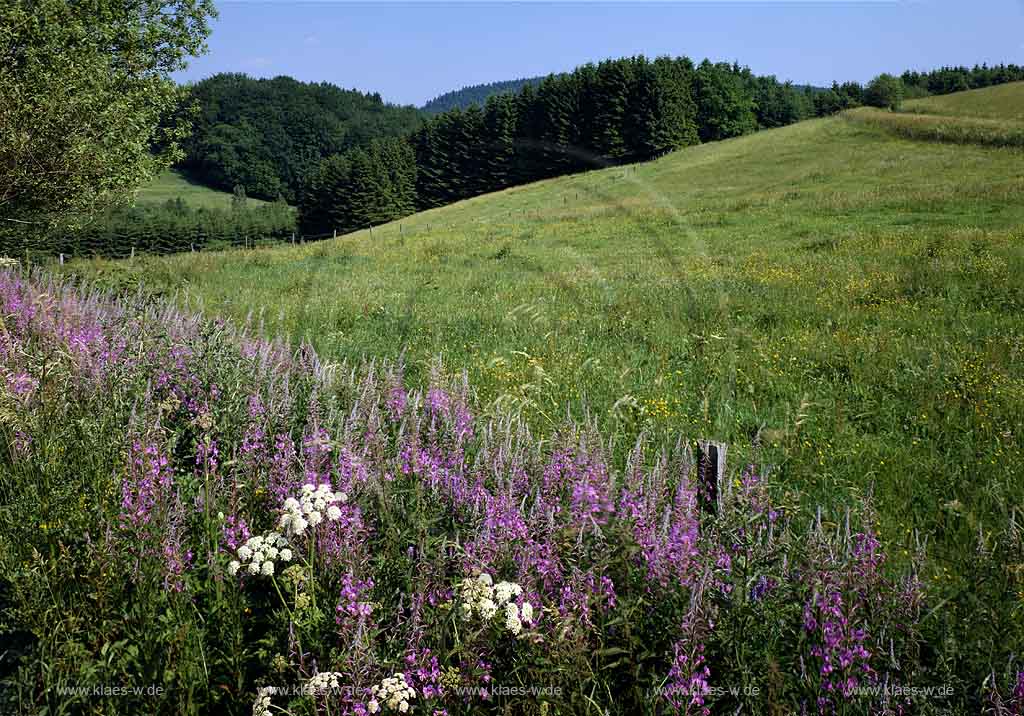 Dannberg, Marienheide, Oberbergischer Kreis, Bergisches Land, Regierungsbezirk Kln, Koeln, Blick auf Landschaft, Sommerlandschaft