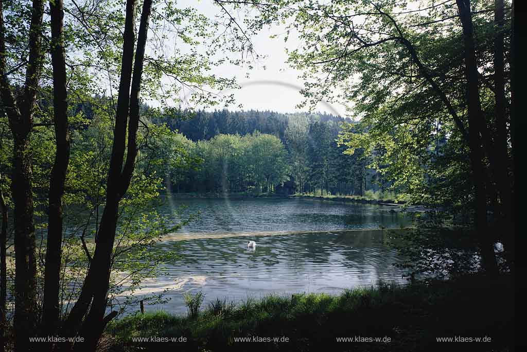 Niedergogarten-Stauweiher, Marienheide, Oberbergischer Kreis, Bergisches Land, Regierungsbezirk Kln, Koeln, Blick auf Stauweiher im Frhling, Fruehling mit Schwan