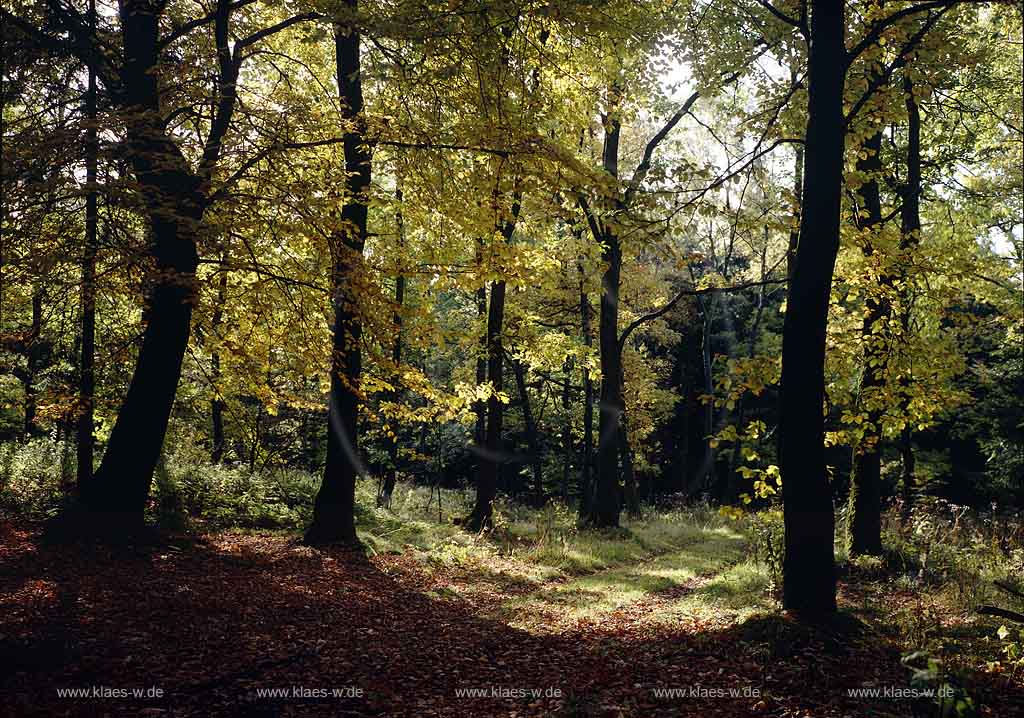 Unnenberg, Marienheide, Oberbergischer Kreis, Bergisches Land, Regierungsbezirk Kln, Koeln, Blick auf Herbstlandschaft, Herbstwald