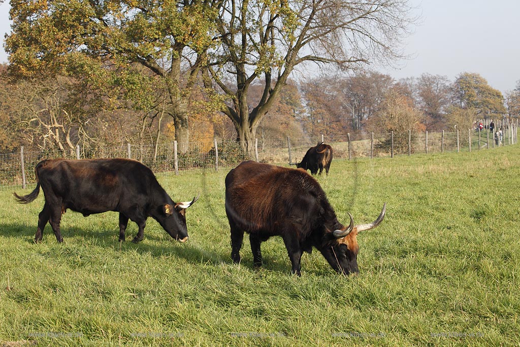 Wisent im Wildgehege Neandertal bei Mettmann