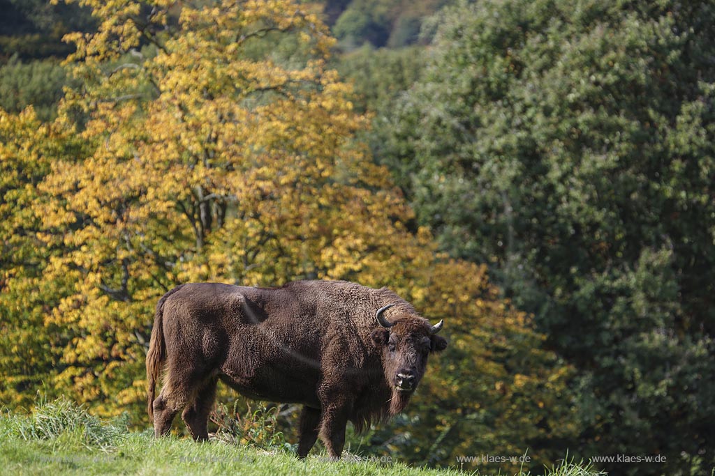 Mettmann, Wildgehege Neandertal, Blick auf Wisent oder Europaeischer Bison (Bison bonasus); Mettmann, Neandertal, view to a wisent.