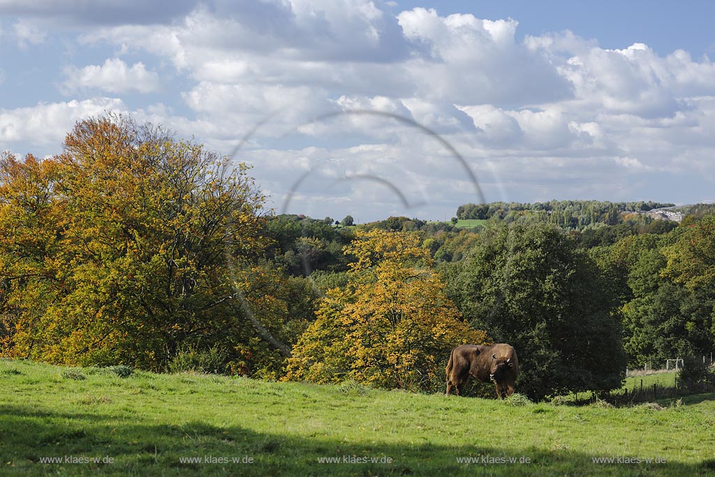 Mettmann, Wildgehege Neandertal, Blick in die Landschaft mit Wisent oder Europaeischer Bison (Bison bonasus); Mettmann, Neandertal, view to the landscape with a wisent.