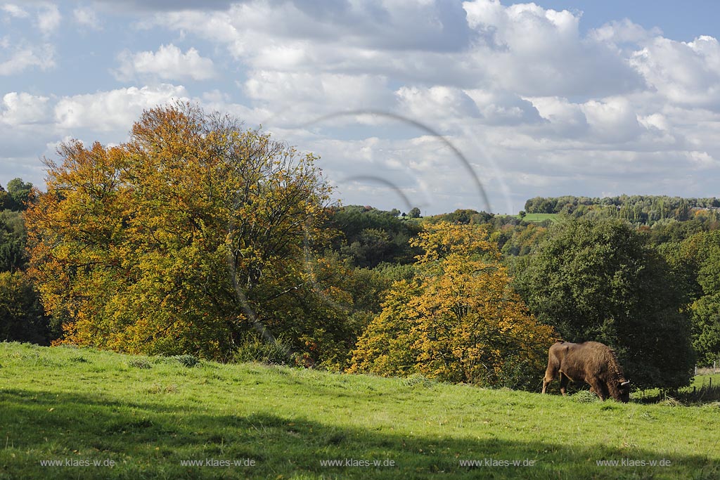 Mettmann, Wildgehege Neandertal, Blick in die Landschaft mit Wisent oder Europaeischer Bison (Bison bonasus); Mettmann, Neandertal, view to the landscape with a wisent.