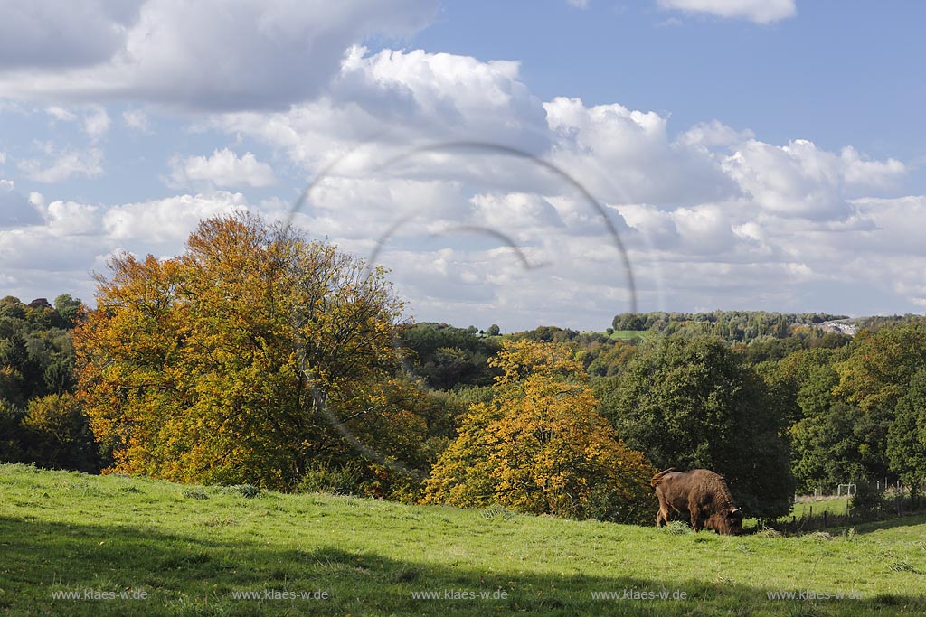 Mettmann, Wildgehege Neandertal, Blick in die Landschaft mit Wisent oder Europaeischer Bison (Bison bonasus); Mettmann, Neandertal, view to the landscape with a wisent.