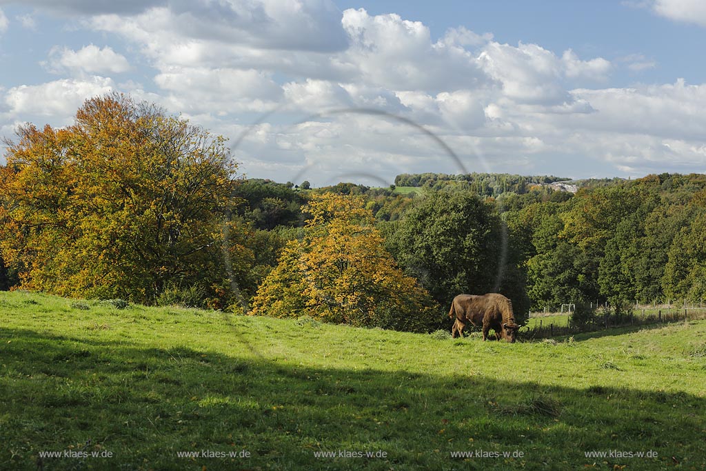 Mettmann, Wildgehege Neandertal, Blick in die Landschaft mit Wisent oder Europaeischer Bison (Bison bonasus); Mettmann, Neandertal, view to the landscape with a wisent.